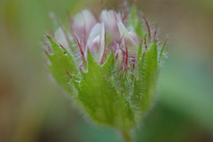 Trifolium barbigerum