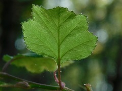 Crataegus flava