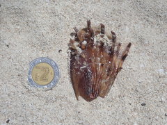 Pinnidae
