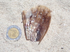 Pinnidae
