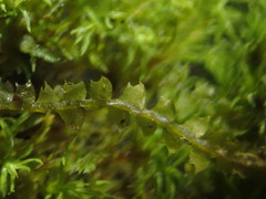 Mesoptychia collaris