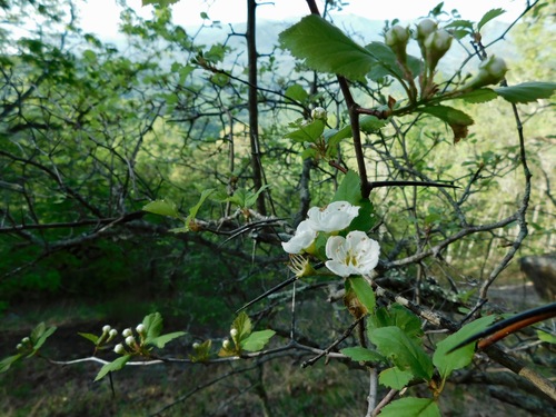 Image of Crataegus intricata by (c) Michael J. Papay, some rights reserved (CC BY)