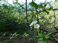 Crataegus flava
