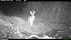 Lepus victoriae