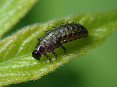 Trirhabda canadensis