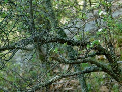 Crataegus flava