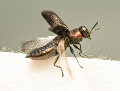 Anthaxia viridifrons