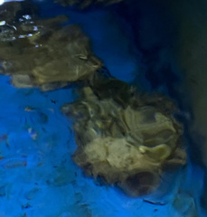 Concholepas concholepas