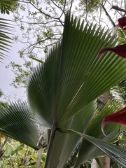 Pritchardia pacifica