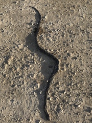 Pseudelaphe phaescens