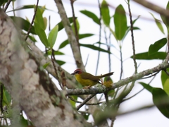 Basileuterus delattrii