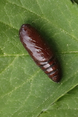 Dypterygia scabriuscula