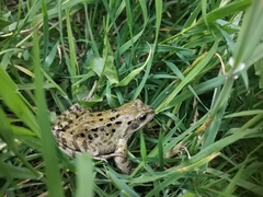 Rana temporaria