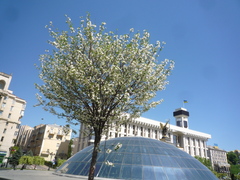 Prunus fruticosa