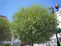 Prunus fruticosa