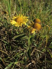 Inula japonica
