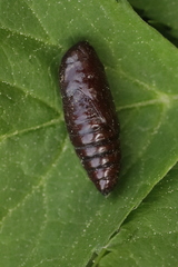 Dypterygia scabriuscula