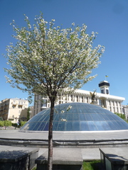 Prunus fruticosa