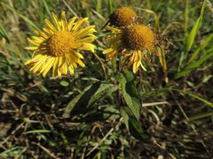 Inula japonica