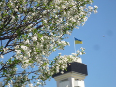 Prunus fruticosa