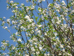 Prunus fruticosa