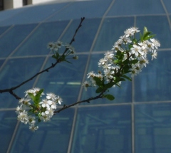 Prunus fruticosa