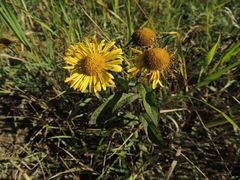 Inula japonica