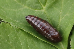 Dypterygia scabriuscula