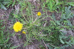 Taraxacum tanyphyllum