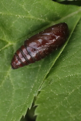Dypterygia scabriuscula