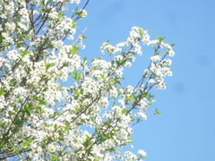 Prunus fruticosa