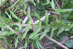Taraxacum tanyphyllum