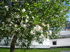 Prunus fruticosa