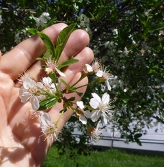 Prunus fruticosa