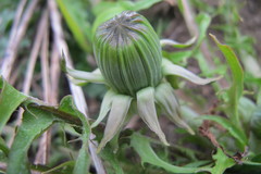 Taraxacum tanyphyllum