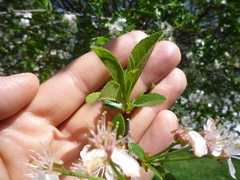 Prunus fruticosa