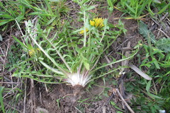 Taraxacum tanyphyllum