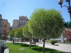 Prunus fruticosa