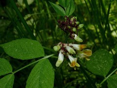 Vicia oroboides