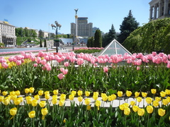 Tulipa gesneriana