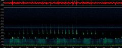 Pipistrellus nathusii