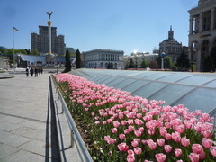 Tulipa gesneriana
