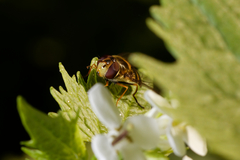 Syrphus