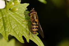 Syrphus