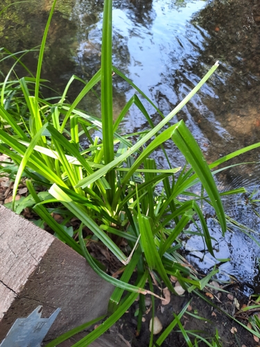 Scirpus microcarpus iNat (2)