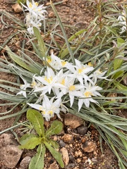 Leucocrinum montanum