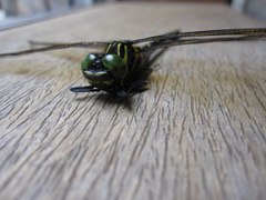 Chlorogomphus risi