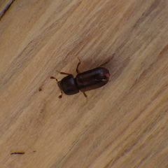 Trypodendron