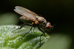 Muscoidea