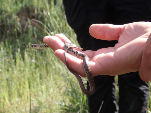 iNaturalist observation photo of Western Yellow-bellied Racer